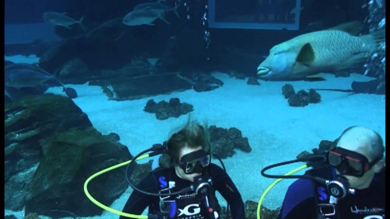 Diving at the GA Aquarium YouTube