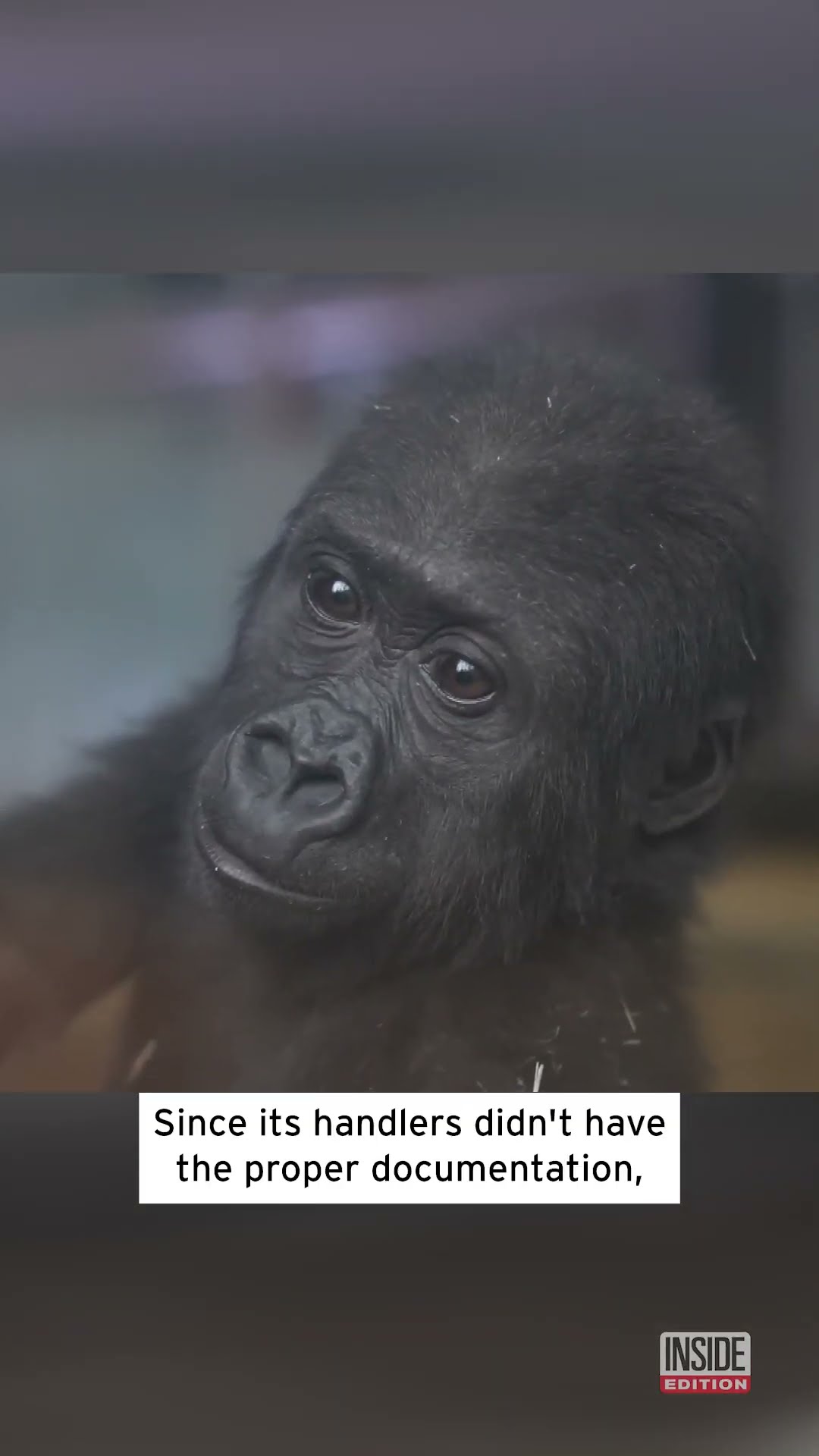 Baby Gorilla Rescued From Suspected Traffickers #shorts