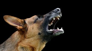 Dog barking sounds: happy, angry and loudly