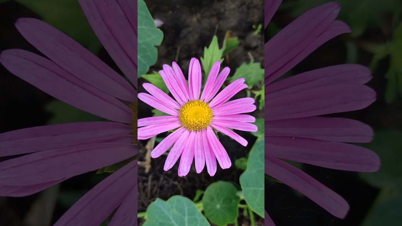 Blumen im Garten 4K , 2023