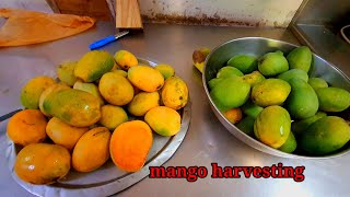 First time Mango Harvesting In My Mango Tree 🌳// Video 2 Raju M Foods