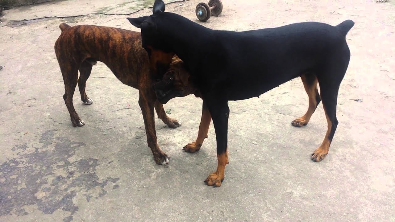 Doberman vs baby boxer YouTube
