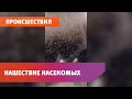 В Башкирии засняли на видео нашествие насекомых