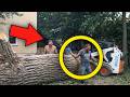 Idiots With Chainsaws: Tree Cutting Fails | Extreme Dangerous Logging Truck Fails #2