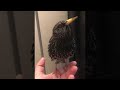 Starlings stunning skills with sound  viralhog