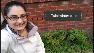 Secret revealed  How to care for Tulsi (Holy Basil) in winter