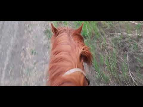 Зачем нужна лошадь в современной деревне.