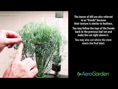 Video: Sfaturi pentru tăierea plantelor de mărar: Cum să faci plantele de mărar tufoase