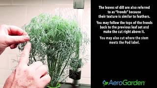 Pruning Dill