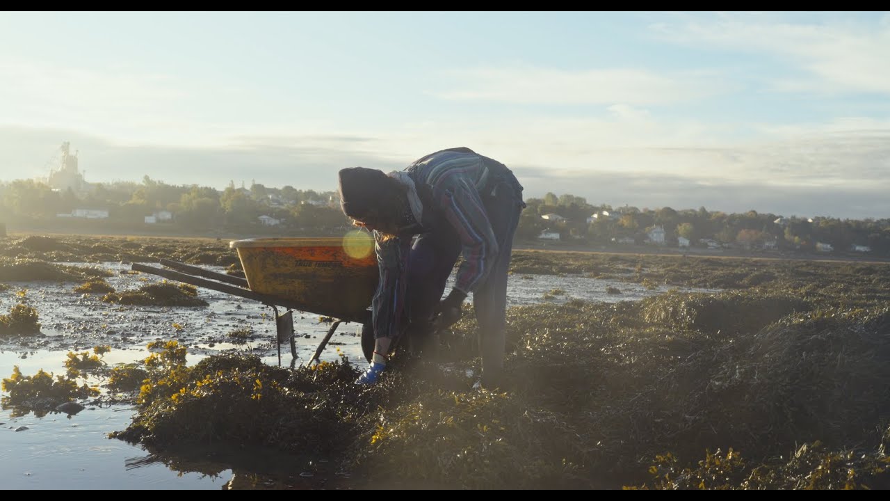 Transformer les algues en solutions durables pour l'agriculture | CRIBIQ x OrganicOcean