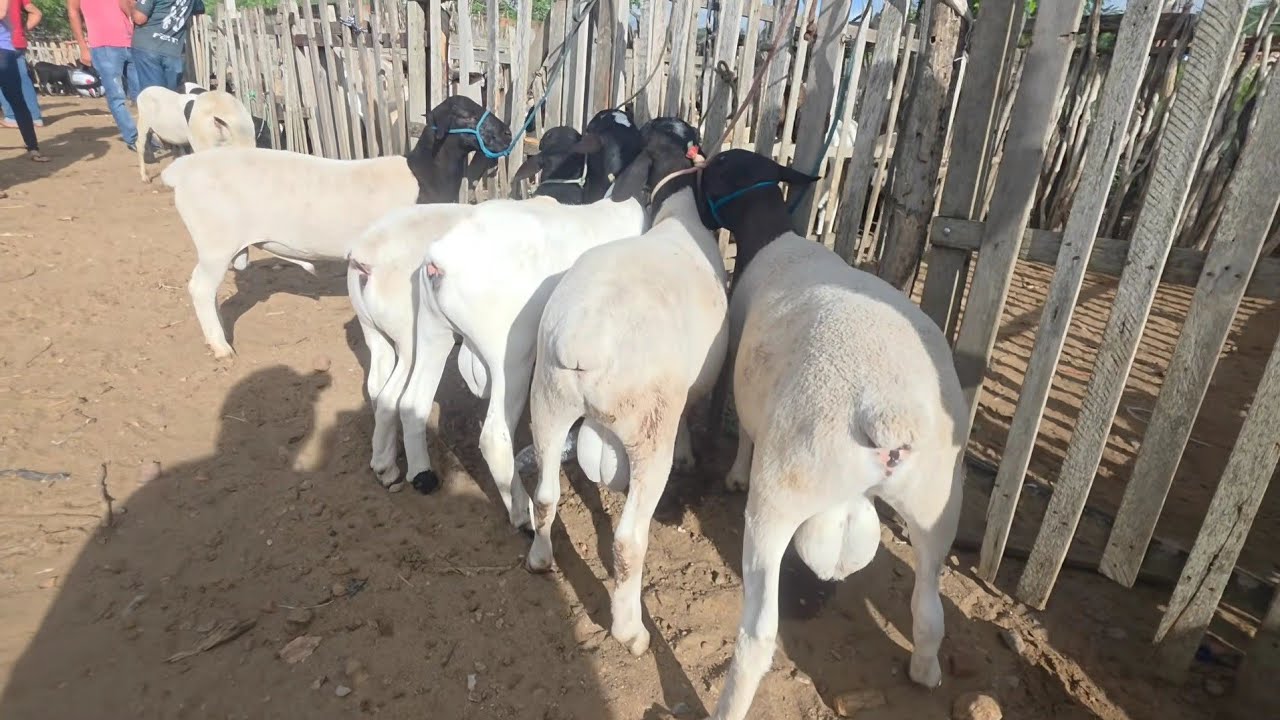 FEIRA DE ANIMAIS DA VILA JERIMUM T.N-PE 22/02/2026 