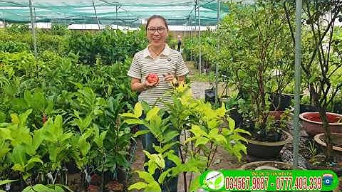 Mận hồng MST cây lỡ vừa giá 250k