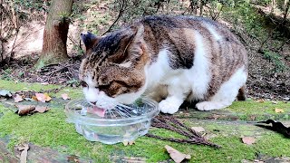 【仙人猫】山奥で孤独に暮らす老猫が美味しそうに水を飲む