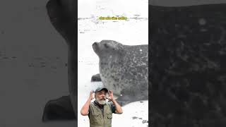 Vocês sabem a diferença entre foca e leão-marinho? Vem cá que eu te explico!