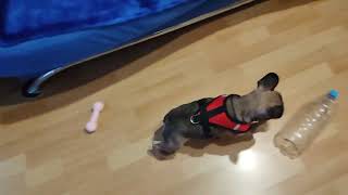 видео: Французский бульдог Пуся, шлейка. часть 4 картинка: Французский бульдог Пуся, шлейка. часть 4