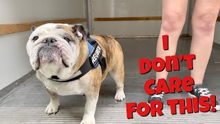 Reuben the Bulldog: She's Moving Out