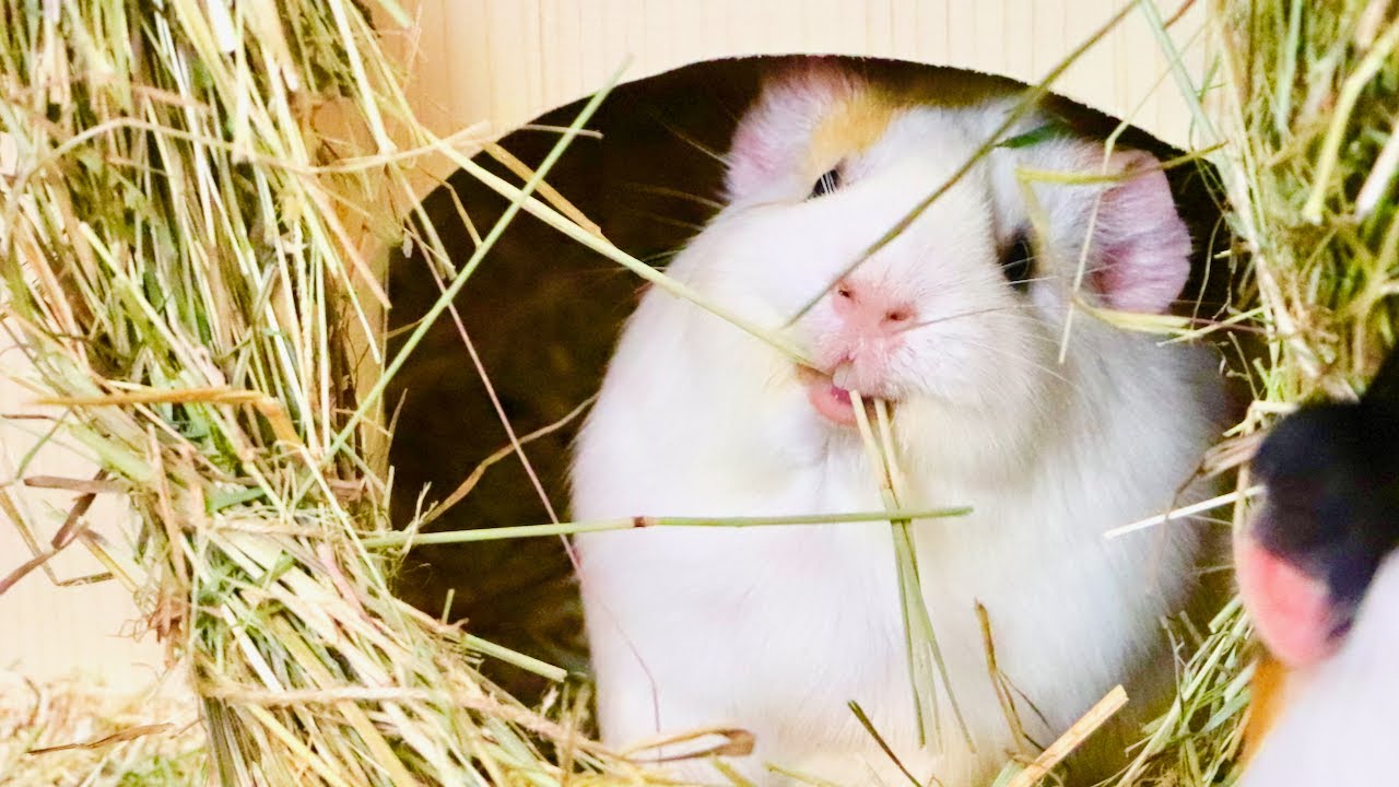 Are We Getting Another Guinea Pig?