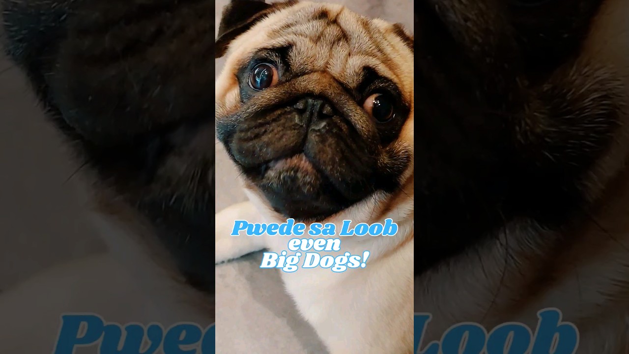 Quick Review of Nono's - a Pet Friendly Restaurant in Ayala Malls Solenad 3 Santa Rosa Laguna