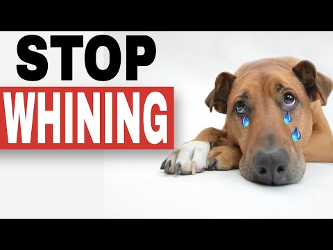 will a muzzle stop a dog from whining