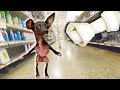 Buying a Special Needs Dog EVERYTHING She Touches!