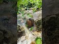 waterfall🌊 #ytshorts #funny #please🙏 #Subscribers #viral