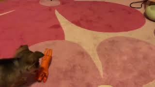 Momente Drăguțe Peach