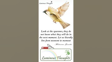 World Sparrow Day | I love Sparrow| #WorldSparrowDay | #shorts |