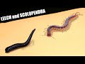What will happen if a scolopendra sees a leech live feeding