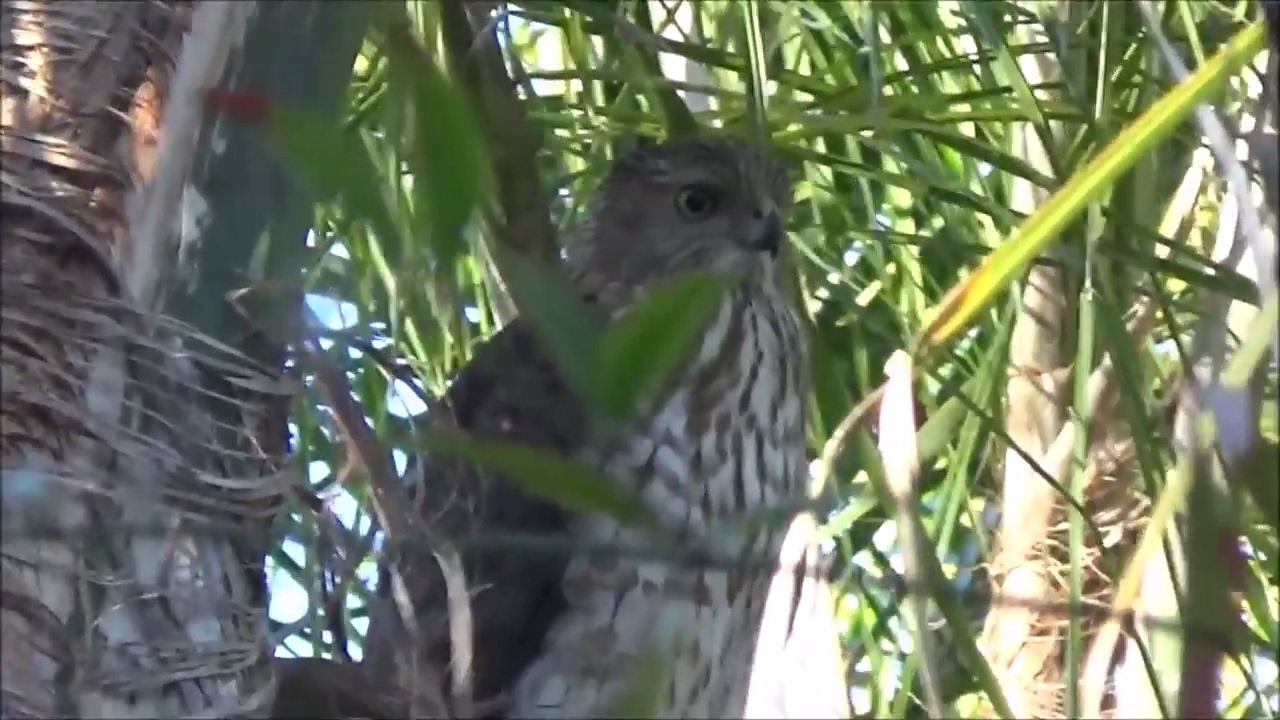 Broad winged hawk hunting from his perch in a Queen palm 