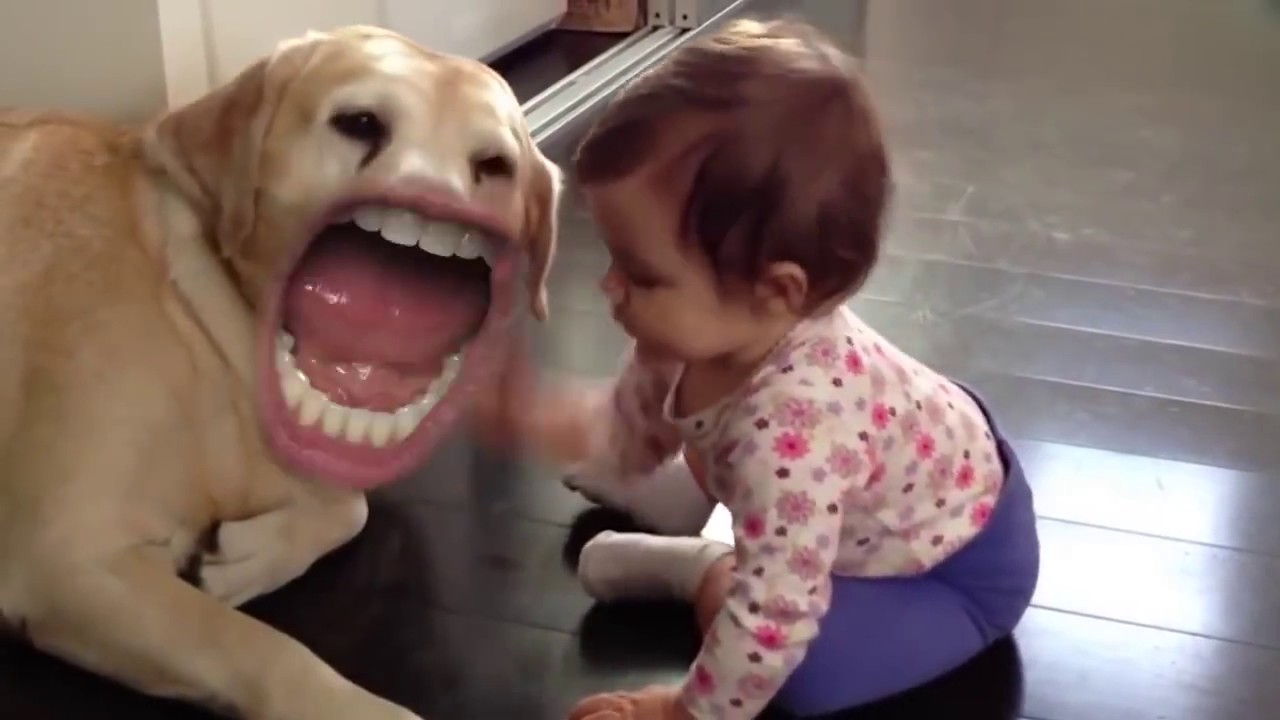 Animals with man's mouth - funny video - YouTube