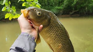 BIG Carp Caught On Ultralight Rod by Tanner Flowers 84 views 6 days ago 2 minutes, 14 seconds