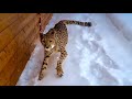 Снежный гепардик! Гепард Герда довольная бегает по снегу!