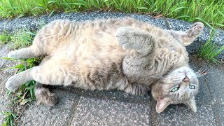 A fat grey cat lies down and shows its big belly to a human