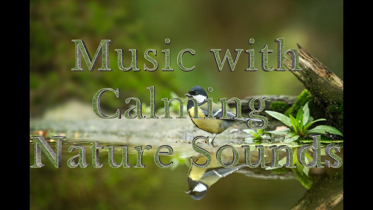 Music with Calming Nature Sounds - YouTube