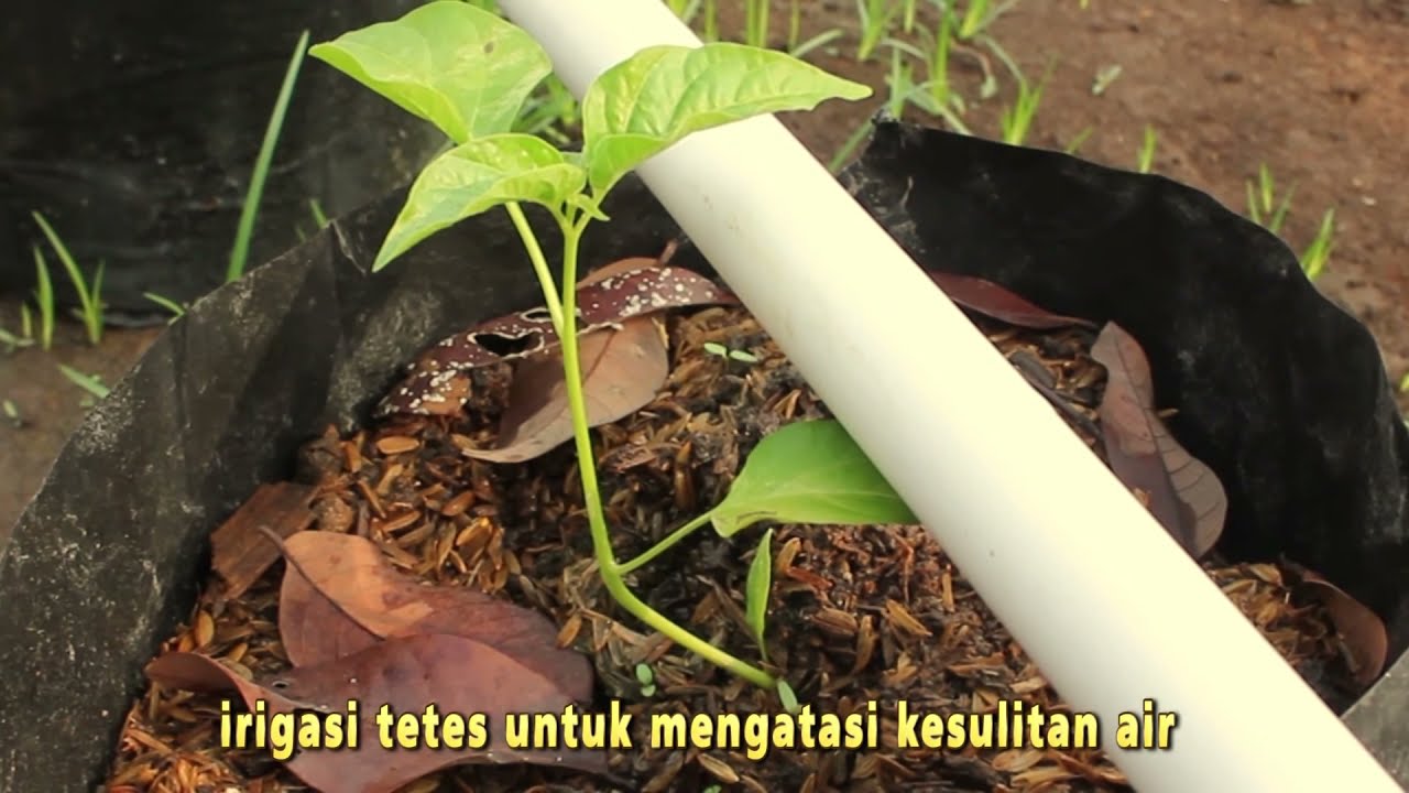 SUKSES SULAP LAHAN KERING JADI PRODUKTIF DENGAN TEKNOLOGI IRIGASI TETES