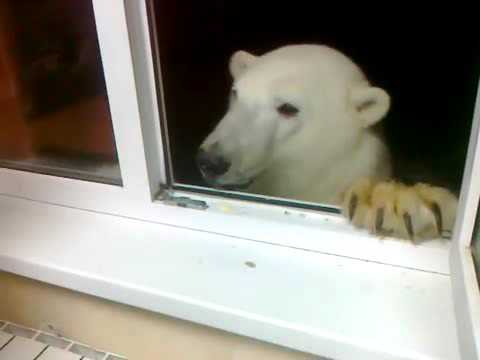 Video: Why Is A Polar Bear Depicted On The Coat Of Arms Of The Perm Territory