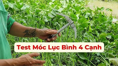 Test móc lục bình 4 cạnh,dọn ổ câu cá sông cá tra (0961999692) #moclucbinh #cauca