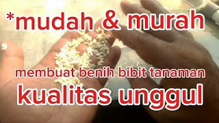 Cara mudah membuat benih bibit tanaman sendiri #tips #cara #membuat #bibit #benihunggul #tanaman