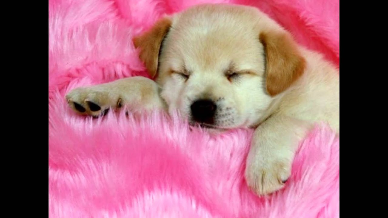 Cute puppy slideshow