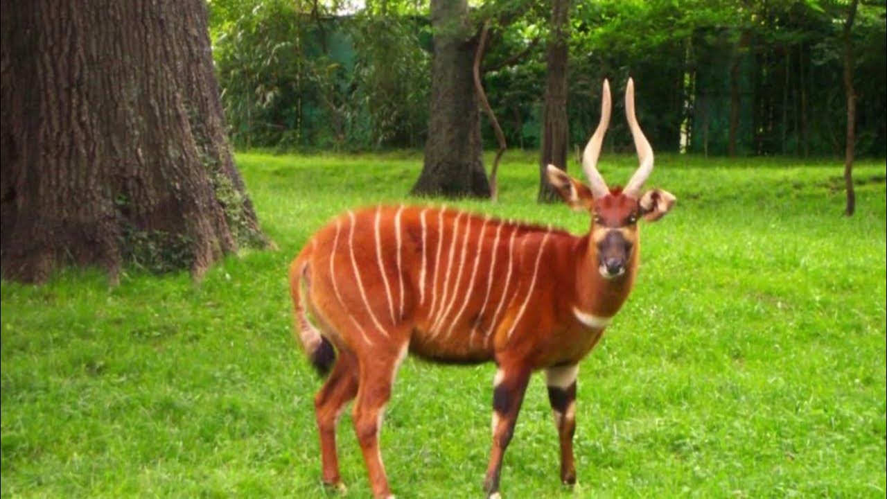 [Bongo Animal] Bongo Anatomy and Appearance Bongo Distribution and