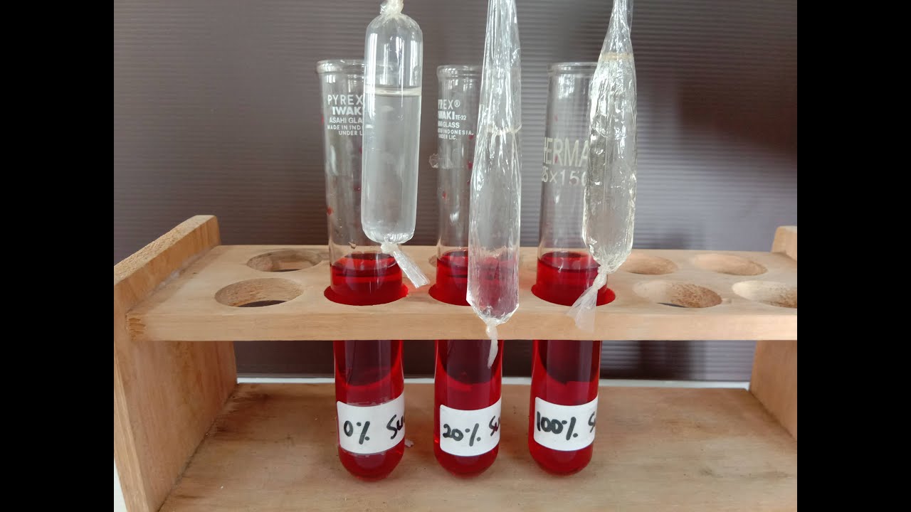 Osmosis Using Dialysis Tubing (Visking Tubing) YouTube