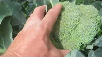 Cucumber Wilt , Woodchucks, Deer ! Garden Tour July 7, 2024