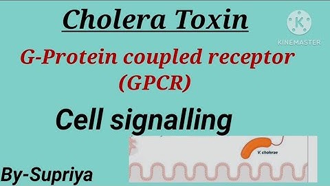 Cholera toxin |  Mode of action |GPCR | Cell signaling