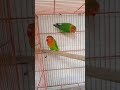 Fisher parrot breeder pair😱🦜 #bird #parrot #lovebird #1ksubscribers #viral #shorts #shortvideo