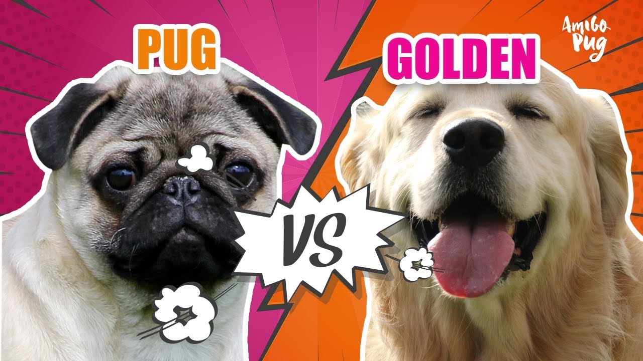 #1 - Pug vs Golden Retriever | Amigo Pug - YouTube