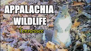 Appalachia Wildlife Video 24-15 of As The Ridge Turns in the Foothills of the Smoky Mountains