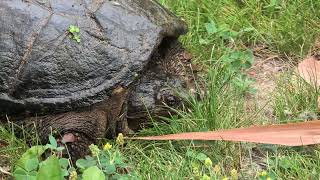 Backyard Snapper