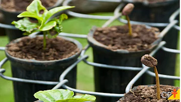 Como plantar café no tubete?