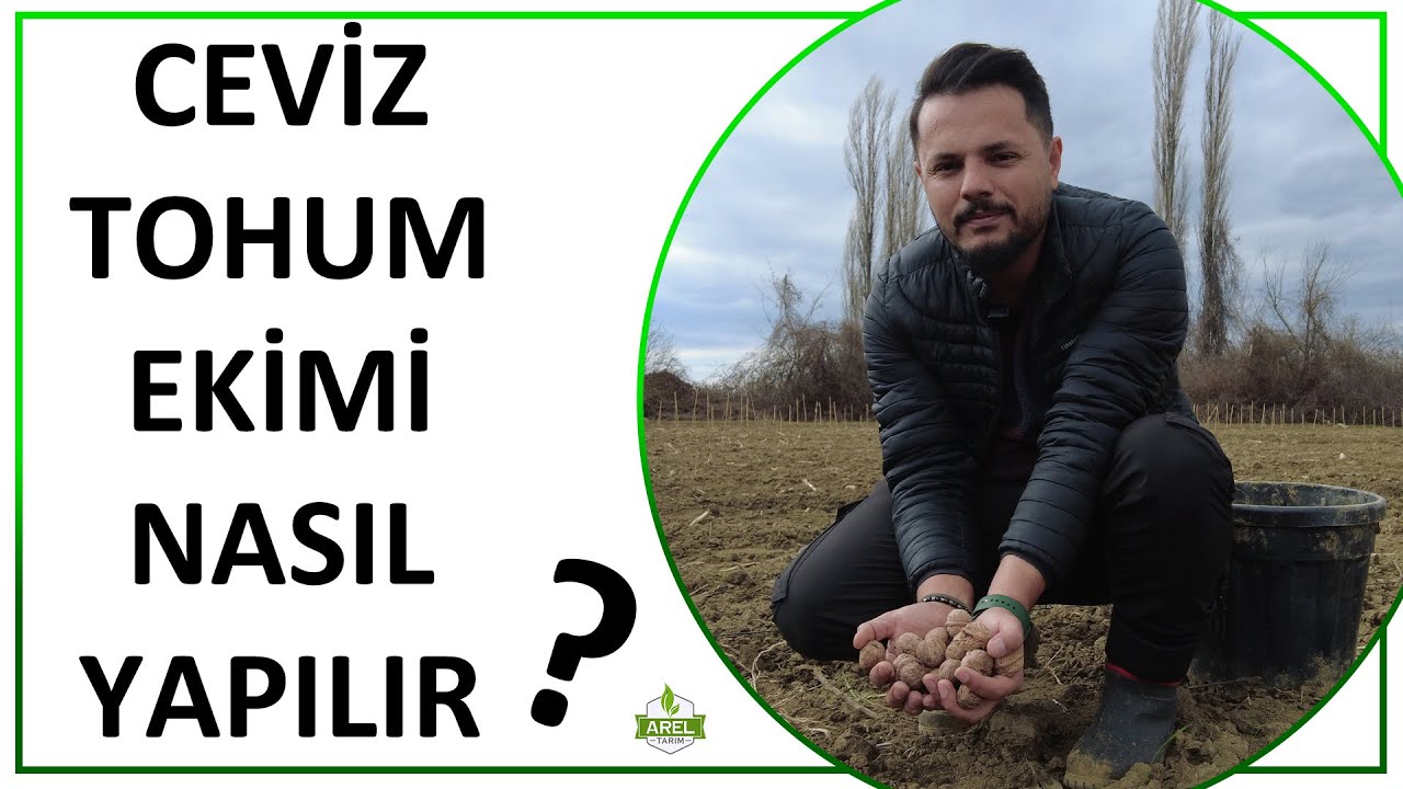 CEVİZ TOHUMU EKİMİNİN İNCELİKLERİ NELERDİR ?