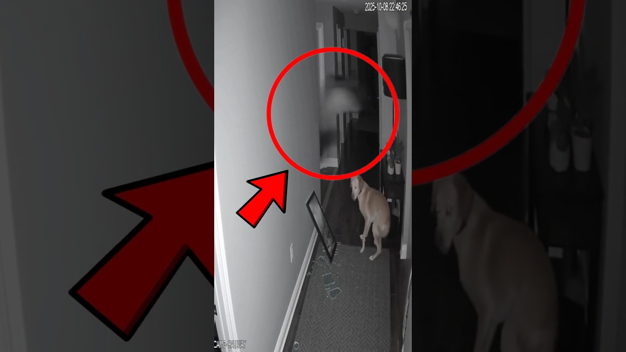 Dog Barks at Nothing – Ghost or Coincidence?😨🐶